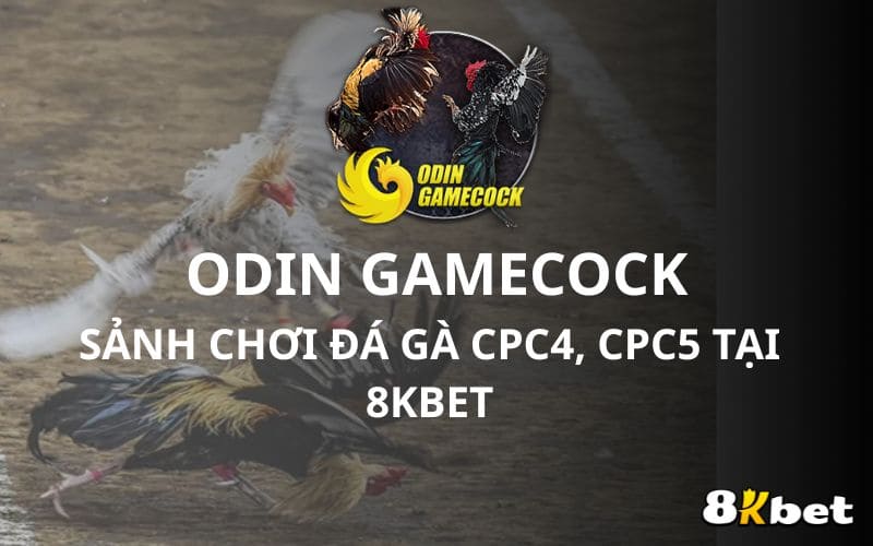 Odin Gamecook - sảnh chơi đá gà C4, C5 tại Đá Gà 8KBET