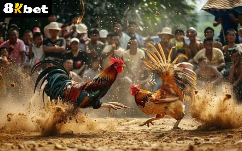 Những ưu điểm vượt trội chỉ có tại Đá Gà 8KBET